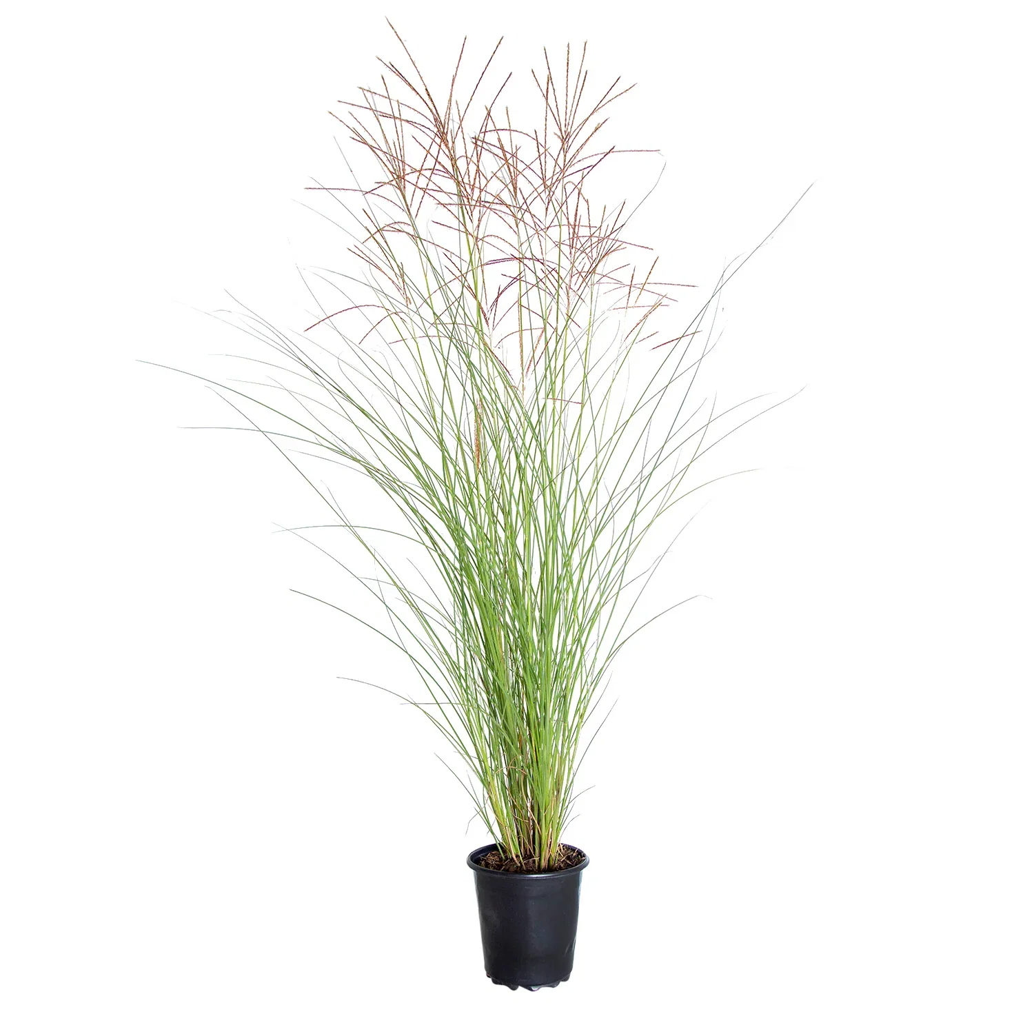 Image of Maiden Grass (Miscanthus gracillimus)
