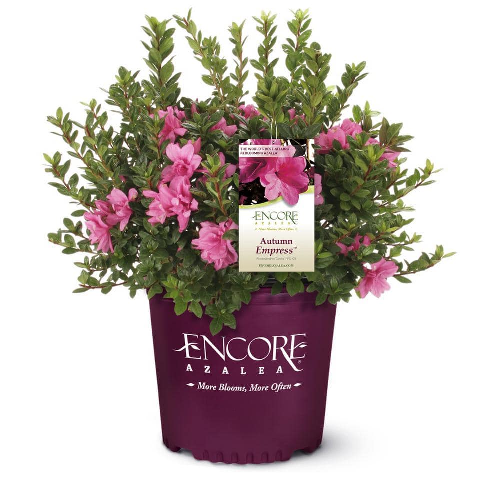Image of Autumn Empress Encore Azalea