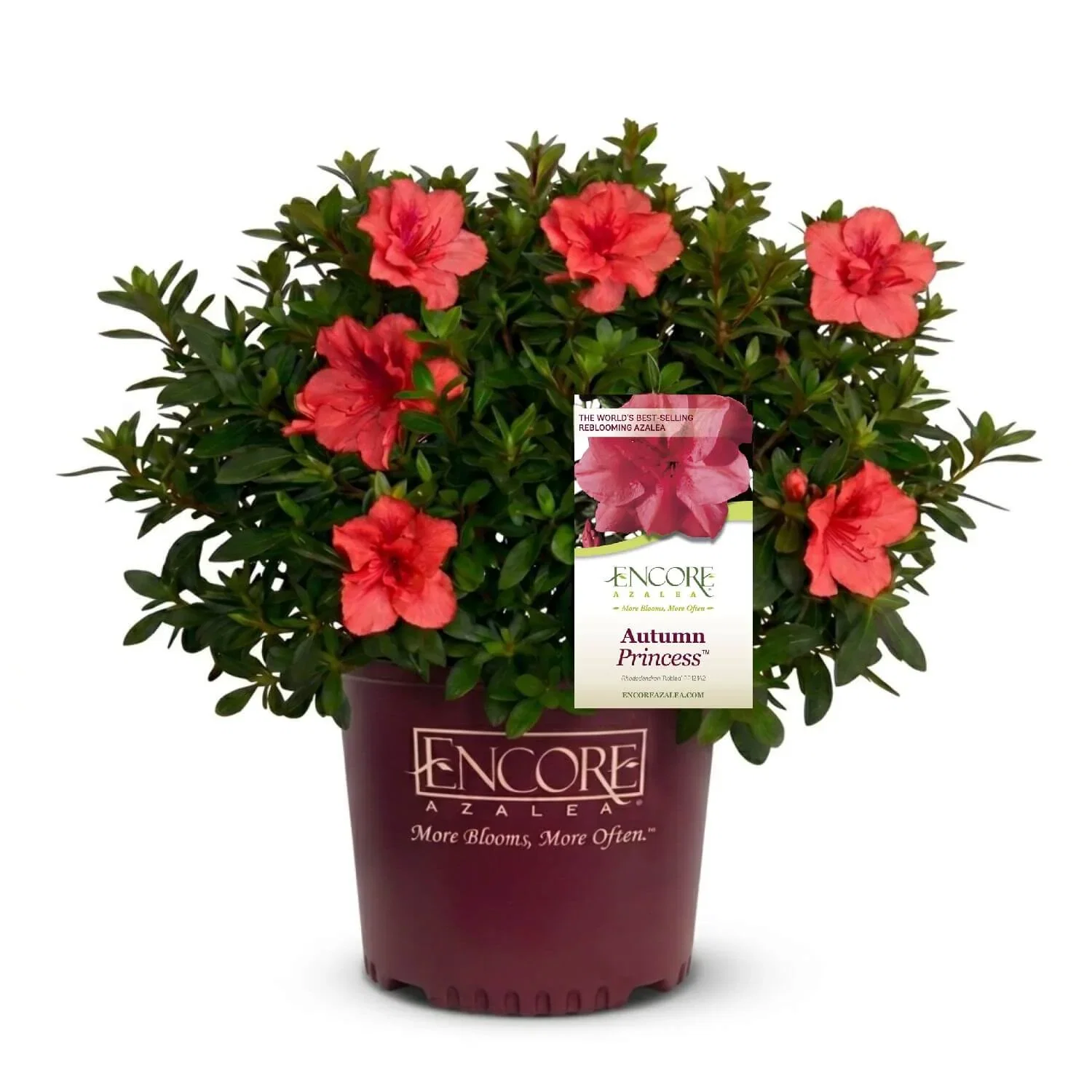 Image of Autumn Princess Encore Azalea