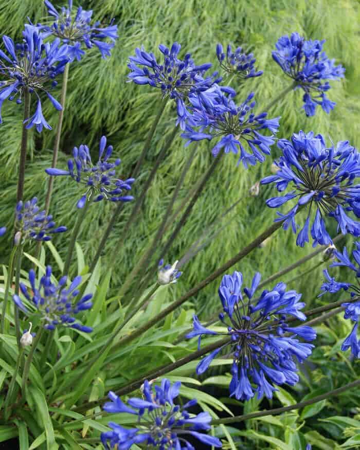 Image of Little Blue Fountain Agapanthus