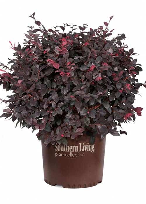 Image of Red Diamond Loropetalum
