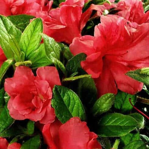 Image of Autumn Monarch Encore® Azalea