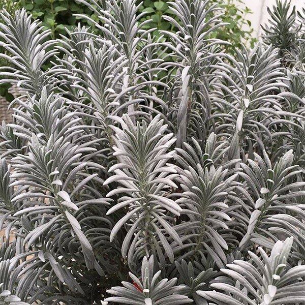 Image of Sensational!® Lavender