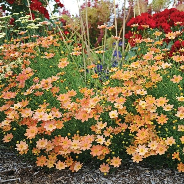 Image of Creme Caramel™ Coreopsis