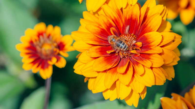Close up of a bee on a bright orange and red flower in a green garden setting.