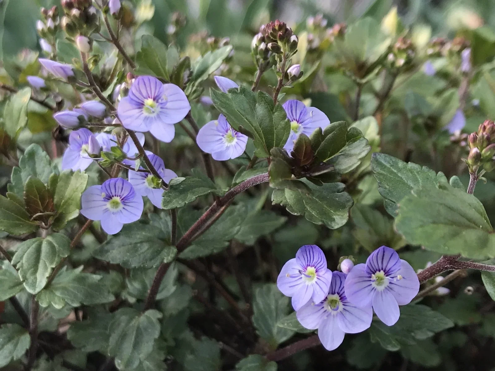 Image of Georgia Blue Speedwell Veronica