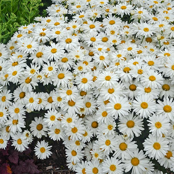 Image of Whoops - A - Daisy Shasta Daisy