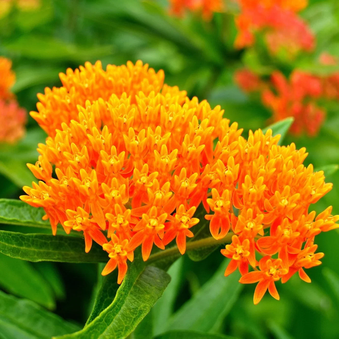Image of Butterfly Weed Plant