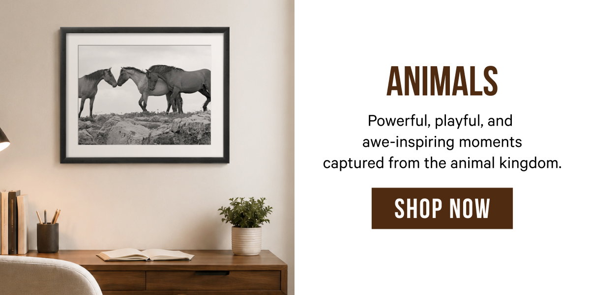 Animals: Powerful, playful, and awe-inspiring moments captured from the animal kingdom. 
