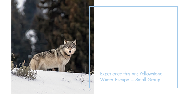 Witness Yellowstone’s winter wildlife