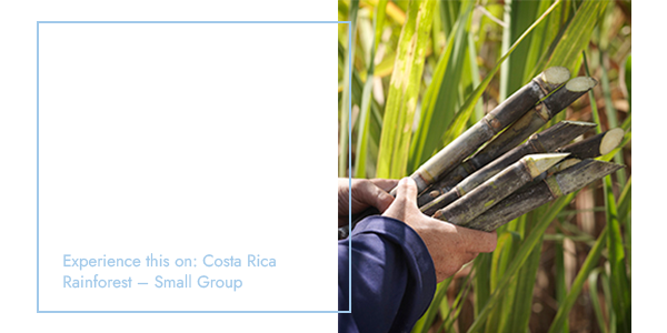 Get hands-on in Costa Rica