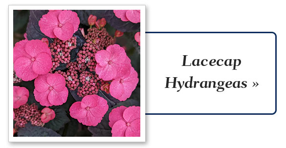 Shop Hydrangeas 