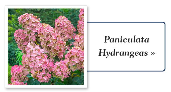 Shop hydrangeas