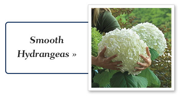 Shop Hydrangeas 