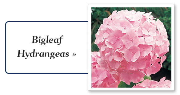 Shop Hydrangeas
