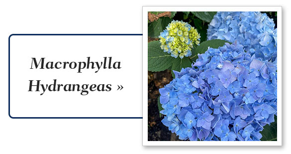 Shop Hydrangeas 