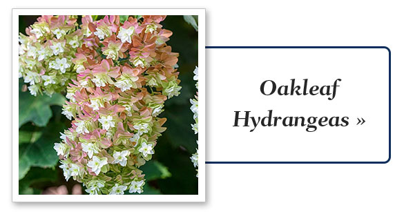 Shop Hydrangeas