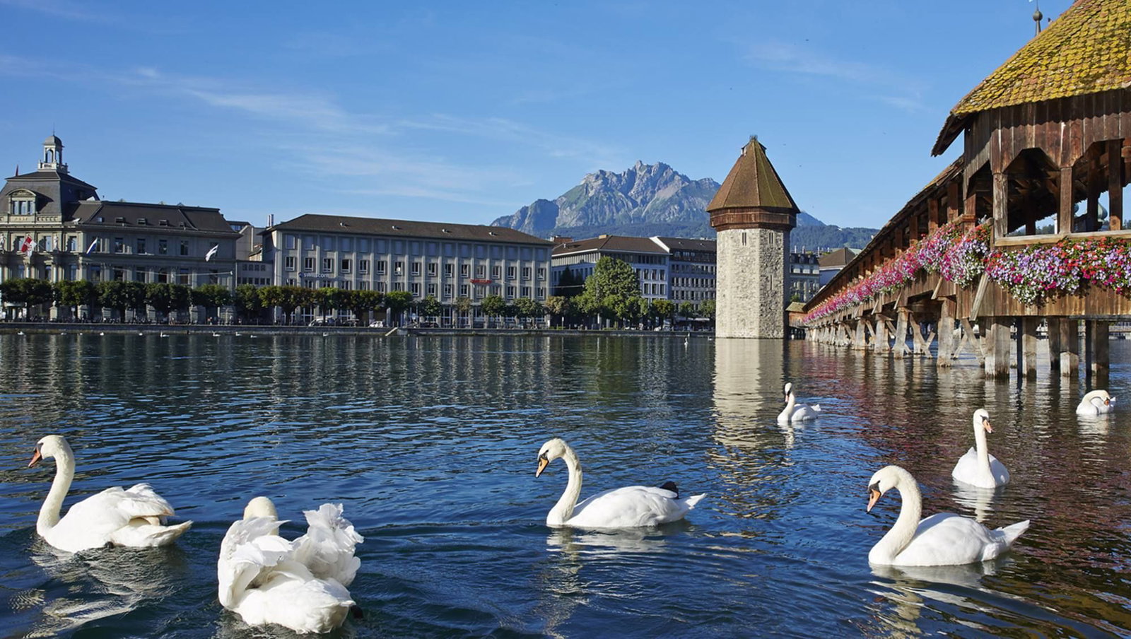 Cisnes nadando frente al puente cubierto Kapellbrücke y la torre del agua de Lucerna con el monte Pilatus al fondo