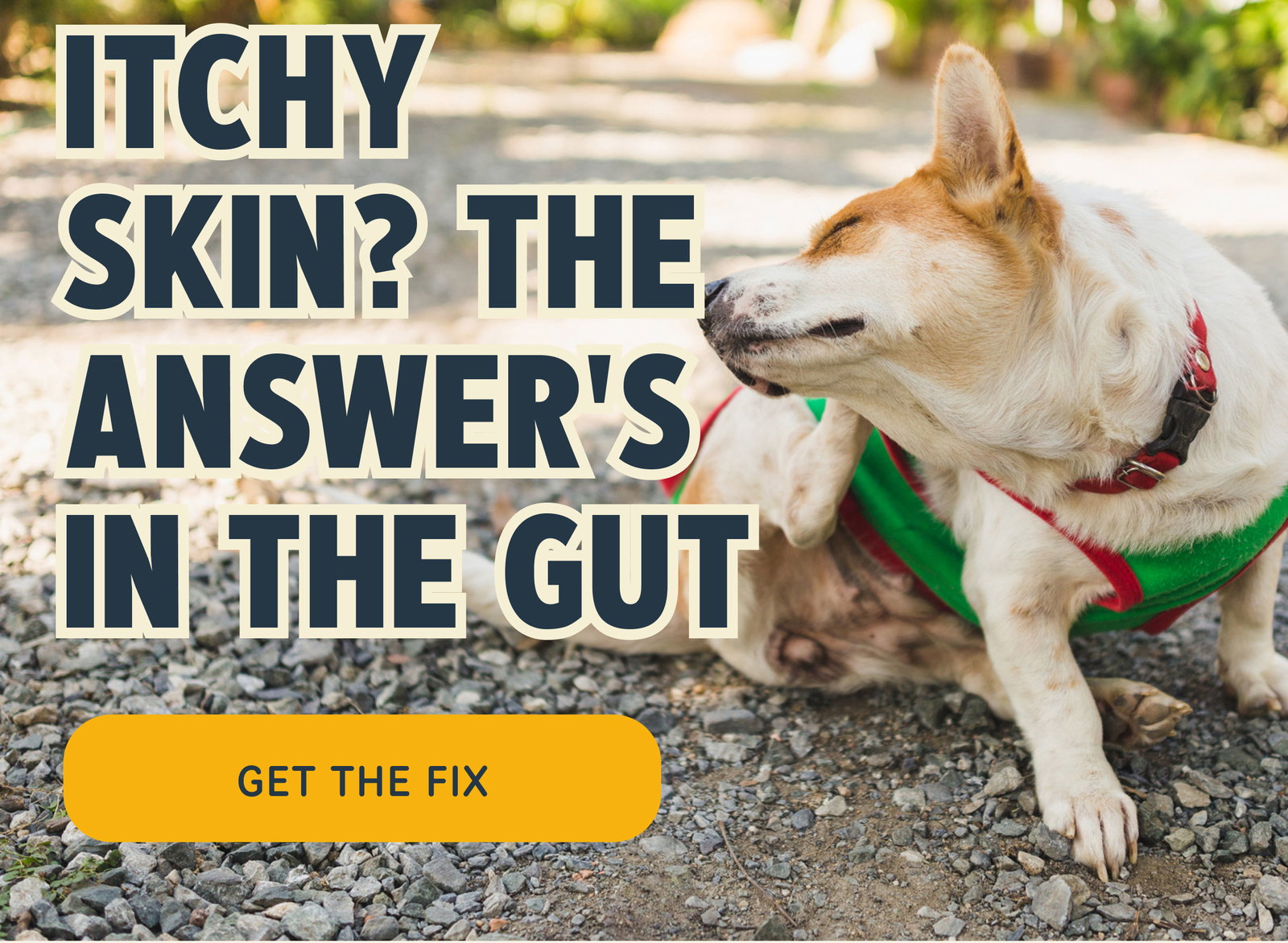 Itchy skin? The answer's in the gut Get the Fix