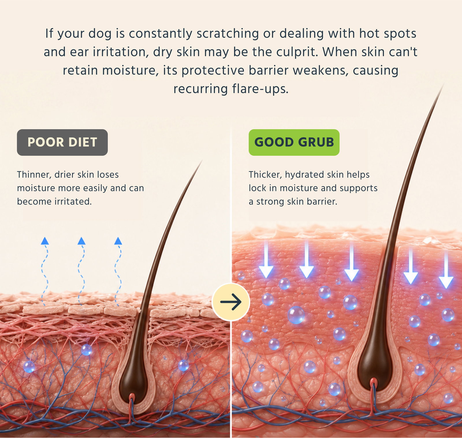 If your dog is constantly scratching or dealing with hot spots and ear irritation, dry skin may be the culprit. When skin can't retain moisture, its protective barrier weakens, causing recurring flare-ups.