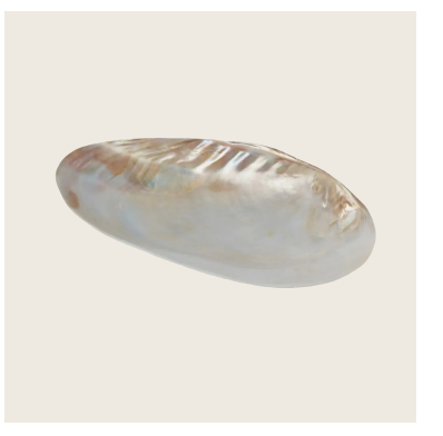 Seashell Footed Dish