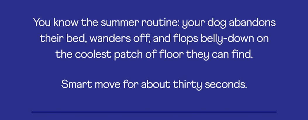 You know the summer routine: your dog abandons their bed, wanders off, and flops belly-down on the coolest patch of floor they can find.