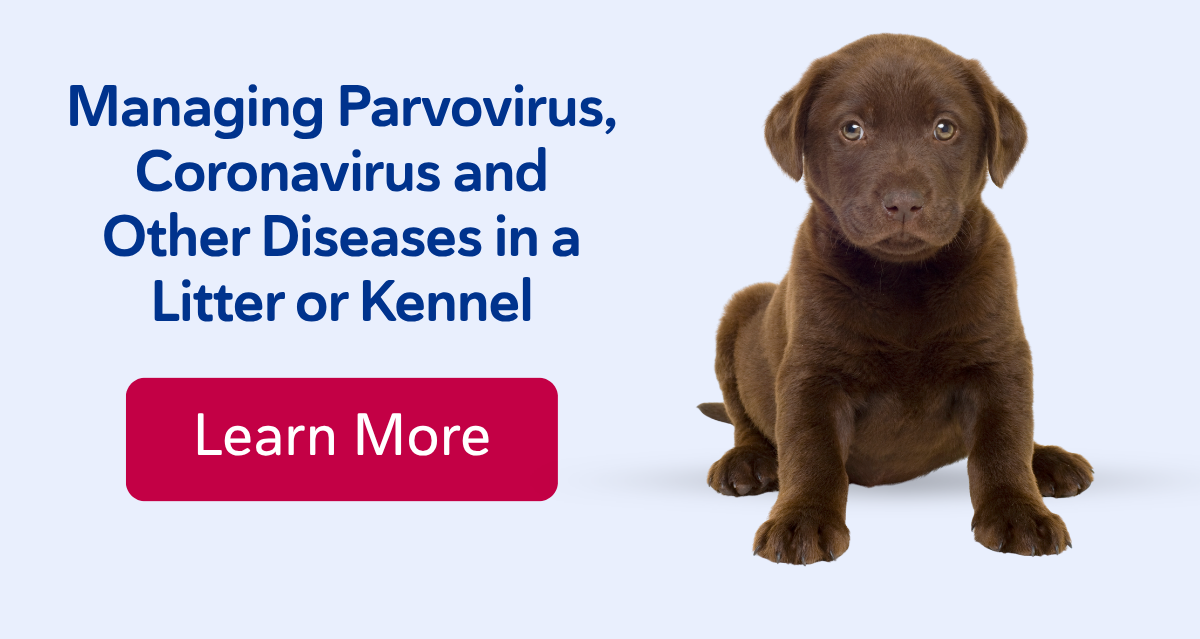 Managing Parvovirus, Coronavirus and Other Diseases in a Litter or Kennel