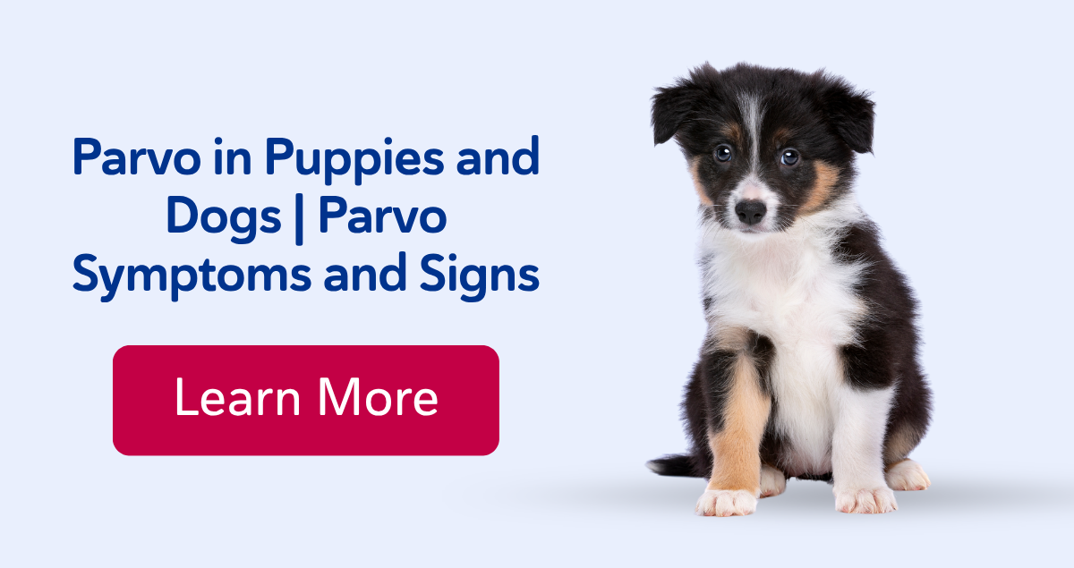 Parvo in Puppies and Dogs | Parvo Symptoms and Signs