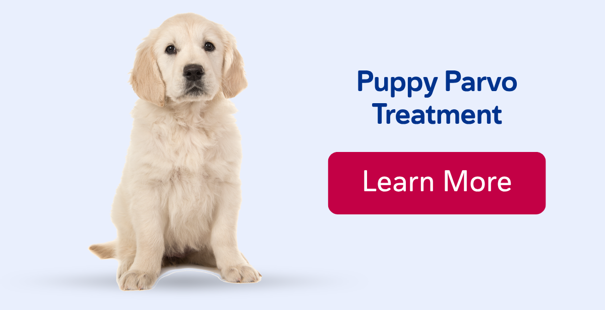 Puppy Parvo Treatment