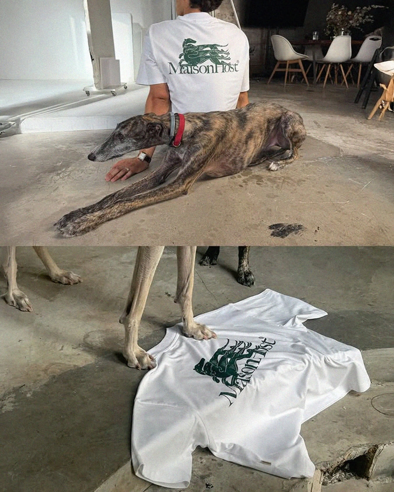 Inspirada en el movimiento, diseñada para el día a día. La Galgo Tee combina un frontal minimalista con un gráfico de galgo de inspiración vintage en la espalda, sobre una silueta boxy y algodón heavyweight de 250 GSM.

Disponible en C/Paseo, 23_Ourense y en 4elementos.com

#4elementos #maisonhost #streetwear #newin #tee