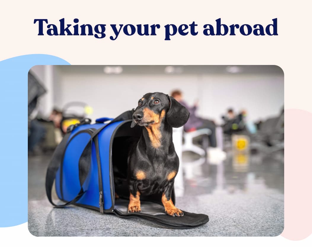 Taking your pet abroad