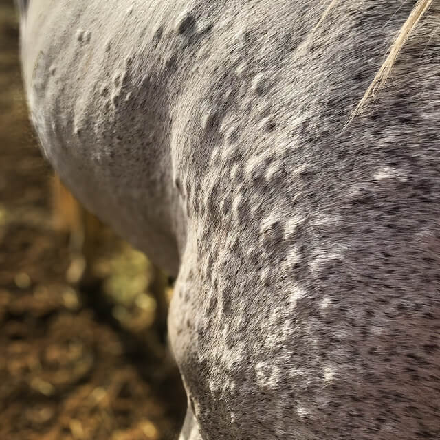 Horse with itchy hives.