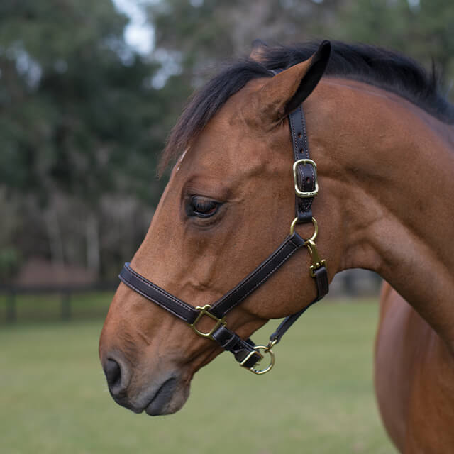 Horse with pinned ears.