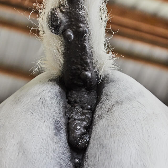 Horse with melanoma.