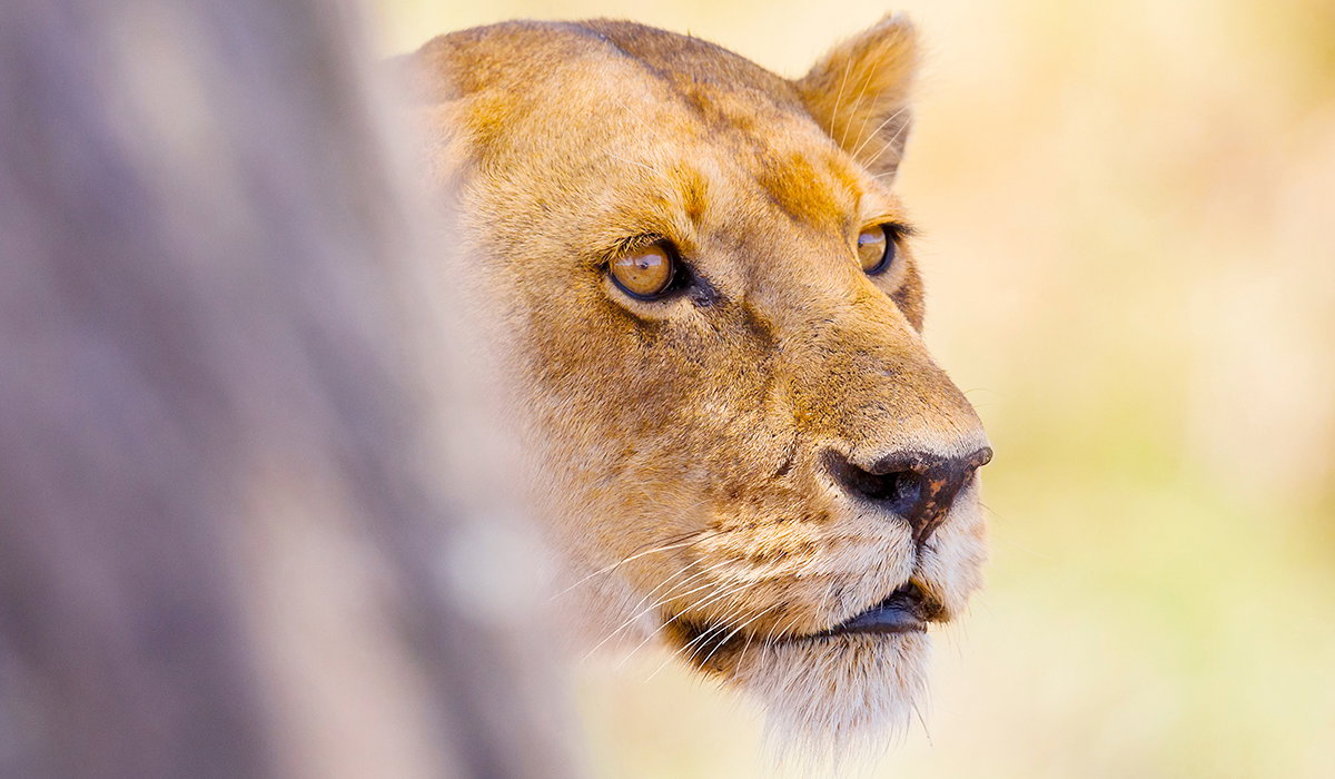 Best of South Africa