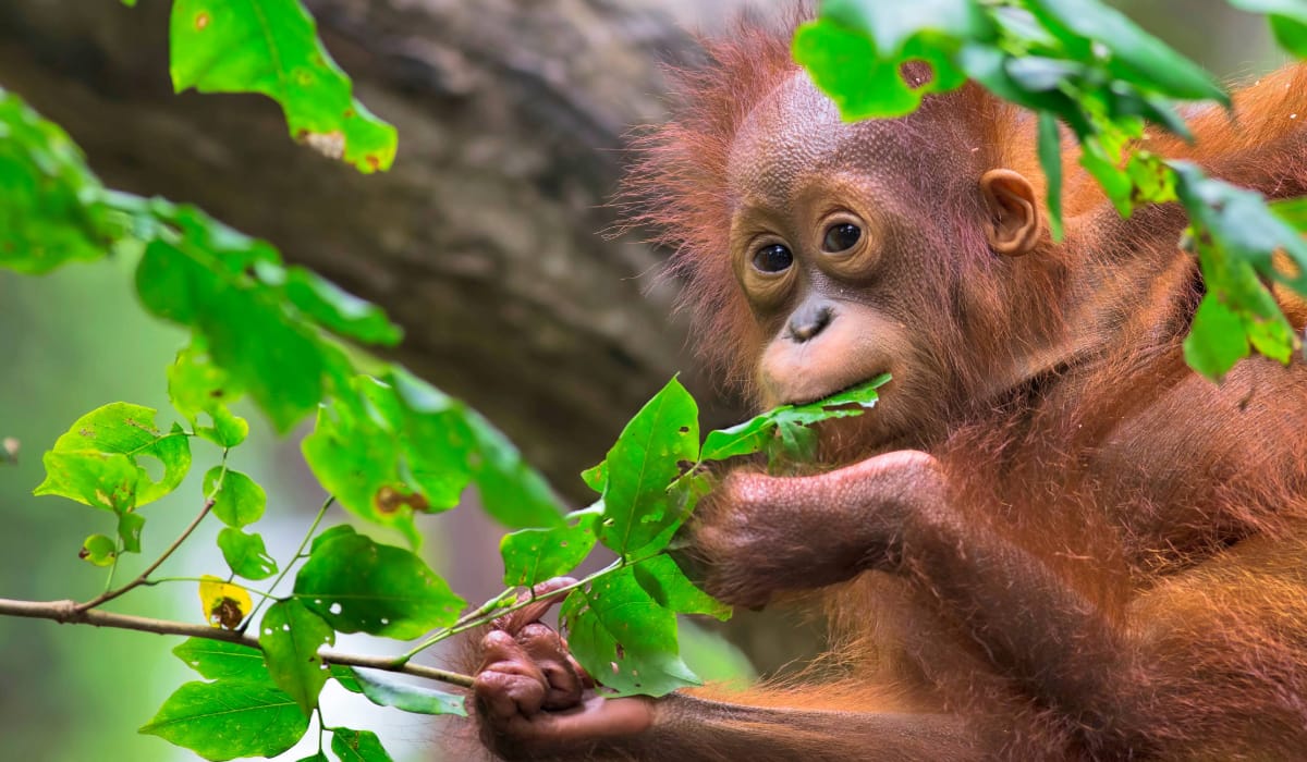 Borneo's Jungles and Orangutans