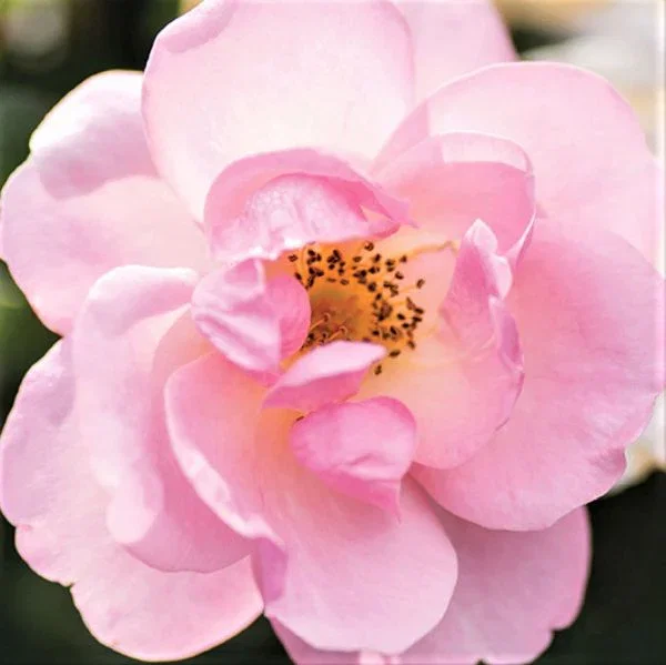 Image of Peachy Knock Out® Shrub Rose