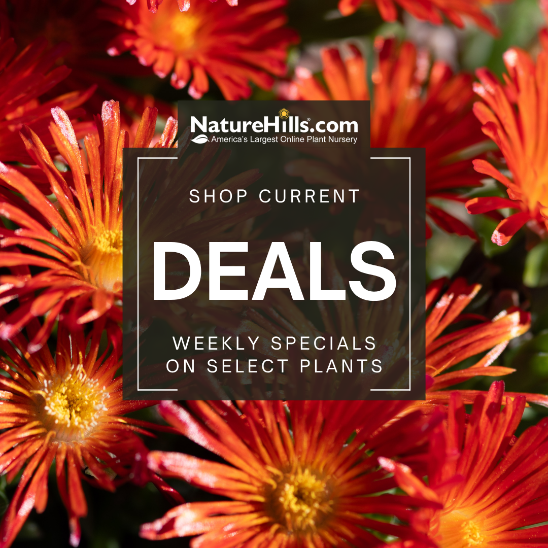 Shop current weekly deals colorful flowers behind a banner talking about nature hills weekly deals. 