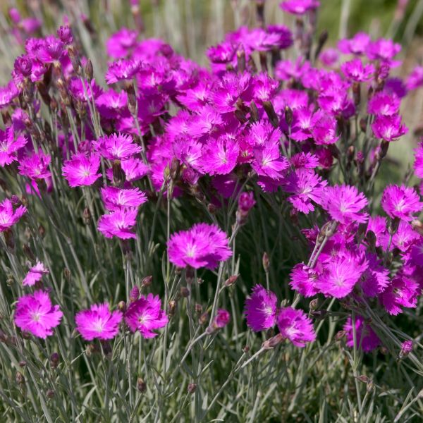 Image of Firewitch Dianthus