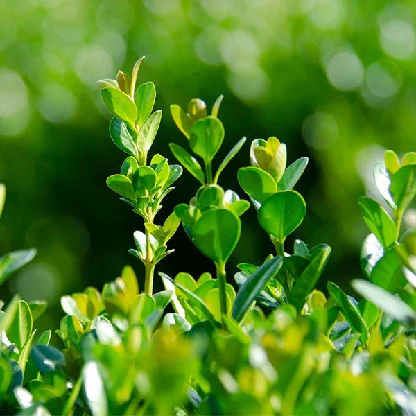 Image of NewGen® Freedom Boxwood