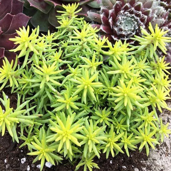 Image of SunSparkler® Angelina's Teacup Sedum