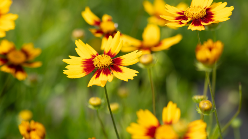 Lil Bang™ Daybreak Coreopsis close up of a plant with a green blurred background
