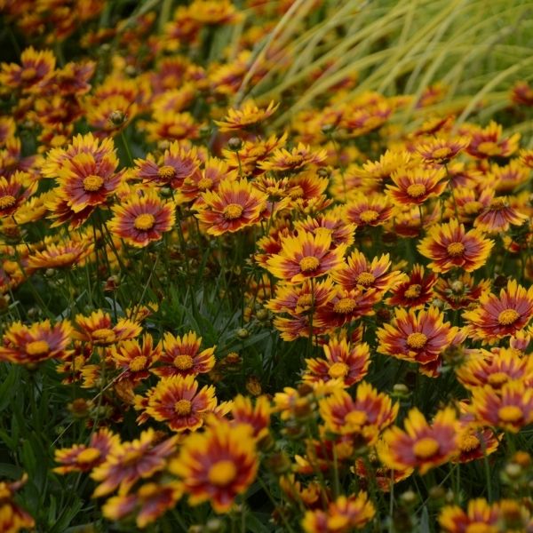 Image of Lil Bang™ Daybreak Coreopsis