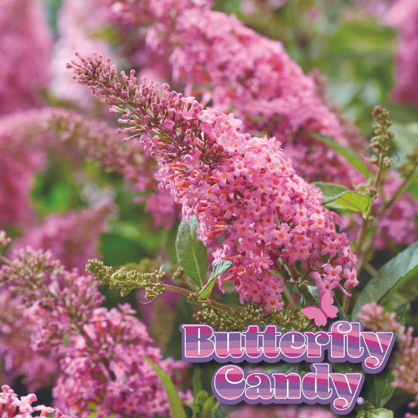 Image of Butterfly Candy™ Lil' Taffy™ Butterfly Bush
