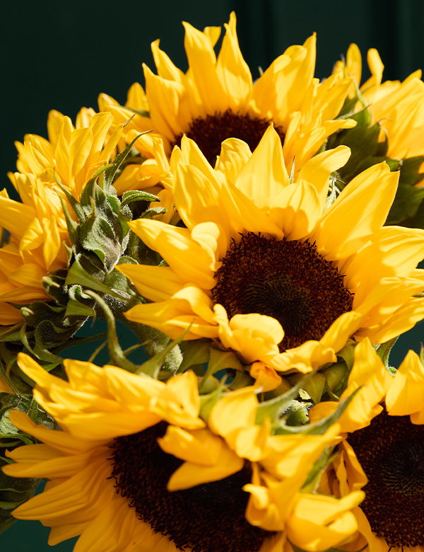 British Sunflower Abundance Bouquet