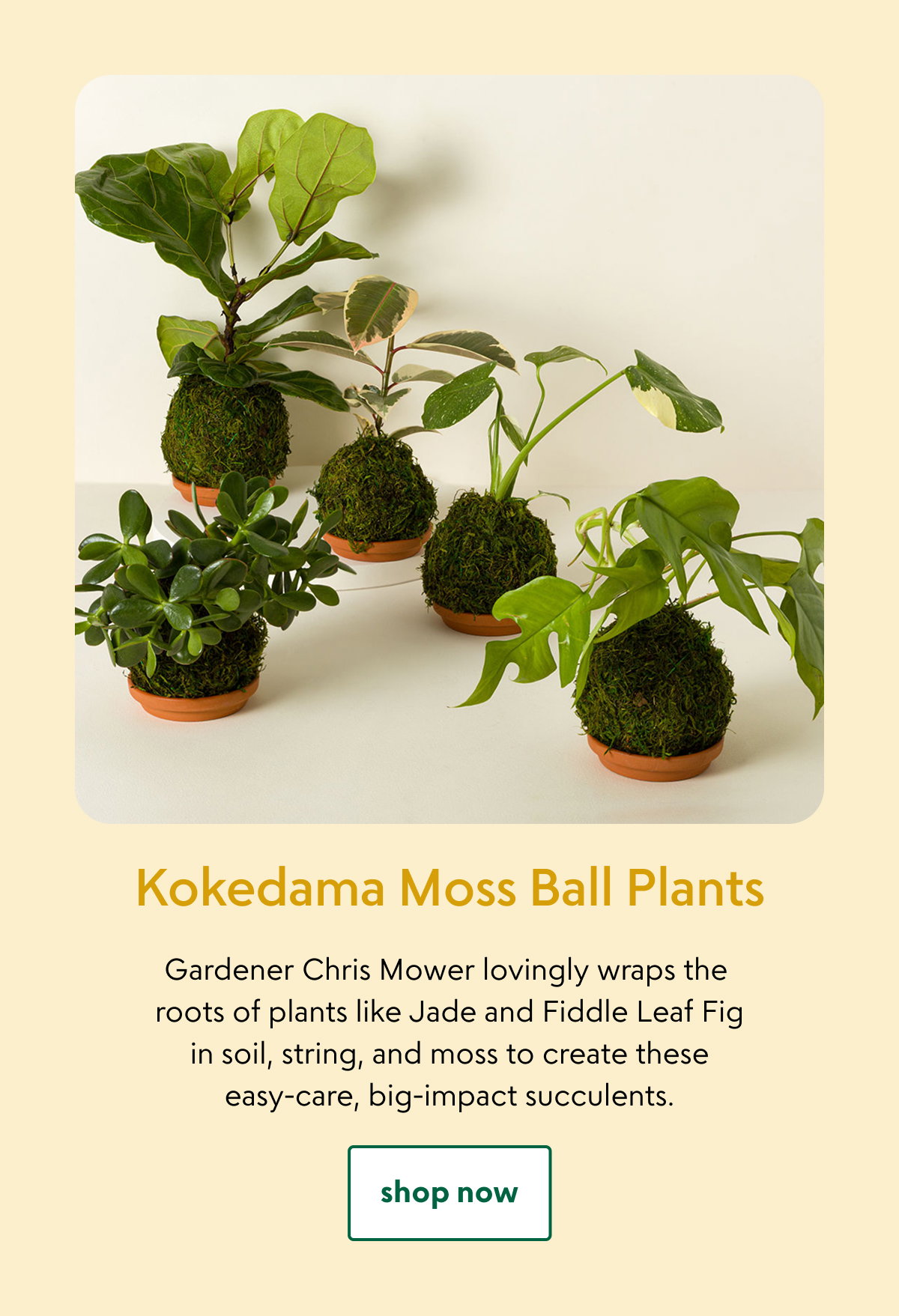 kokedama-moss-ball-plants