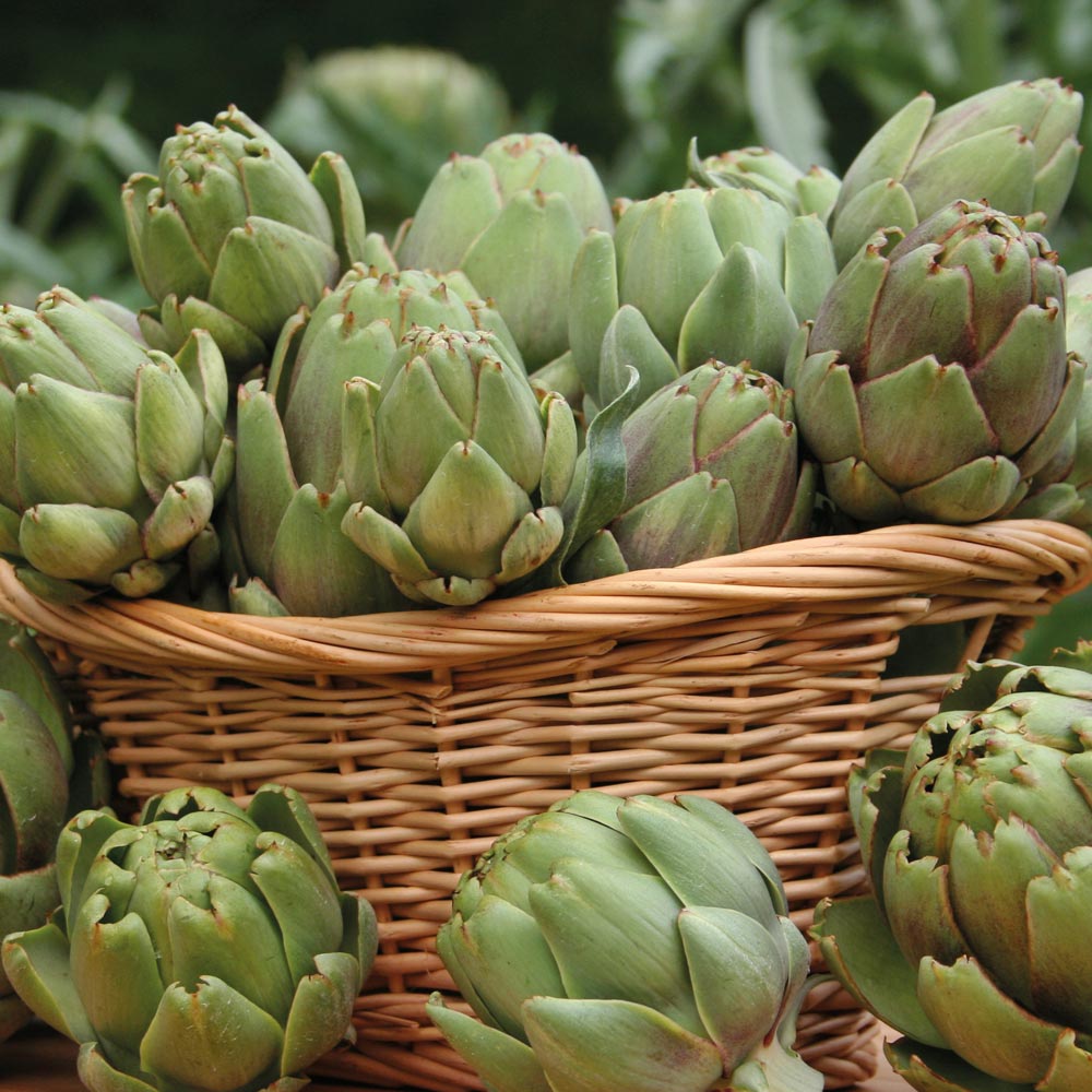 Globe Artichoke 'Green Globe Improved'