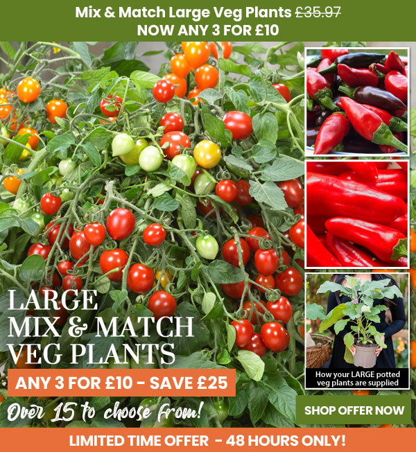 Mix & Match LARGE Veg