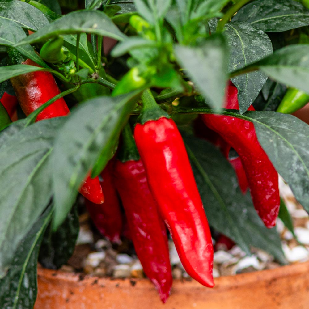 Chilli Pepper 'Rapid Jalapeno'