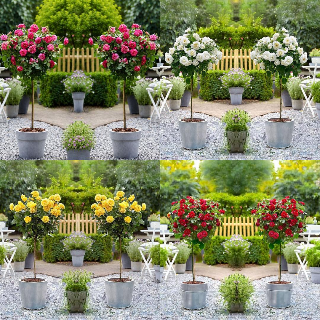 Pairs of Patio Standard Rose Trees - In Bud & Bloom